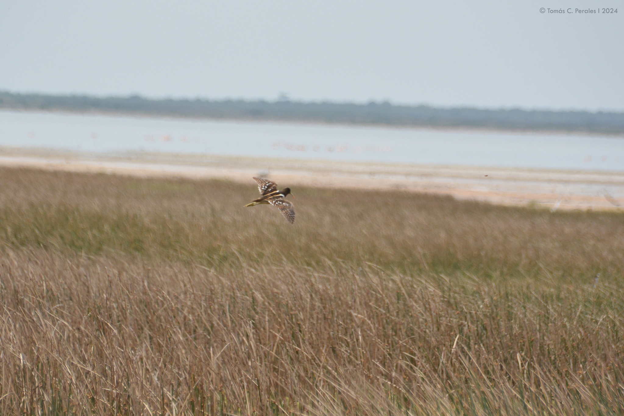 South American Painted-snipe (Nycticryphes semicollaris), photo 9
