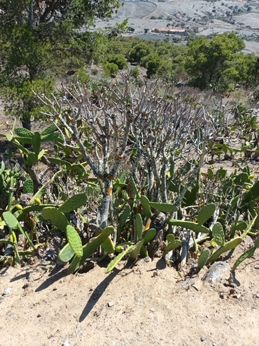 Image of Euphorbia piscatoria by (c) Salza Palpurina, some rights reserved (CC BY)