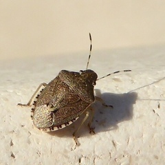 Holcostethus albipes