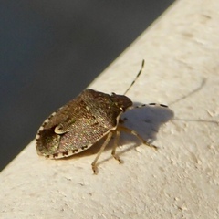 Holcostethus albipes