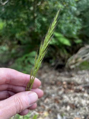 Image of Purple Plume Grass (Dichelachne micrantha) by no rights reserved