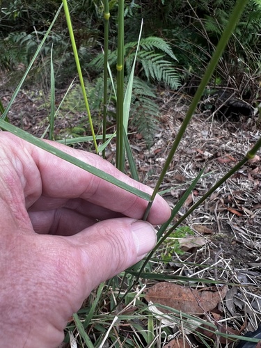Image of Purple Plume Grass (Dichelachne micrantha) by no rights reserved