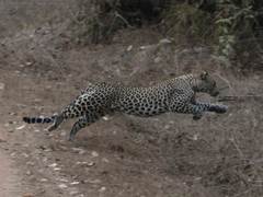 Panthera pardus fusca