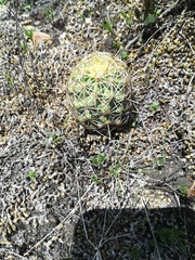 Coryphantha erecta
