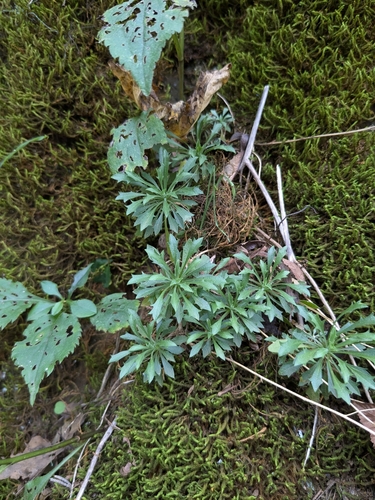Image of Draba ramosissima by (c) Jacob Saucier, some rights reserved (CC BY)