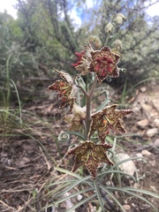 Fritillaria pinetorum