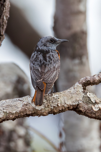 Miombo Rock Thrush (Monticola angolensis), photo 3