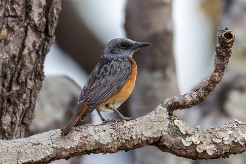 Miombo Rock Thrush (Monticola angolensis), photo 2