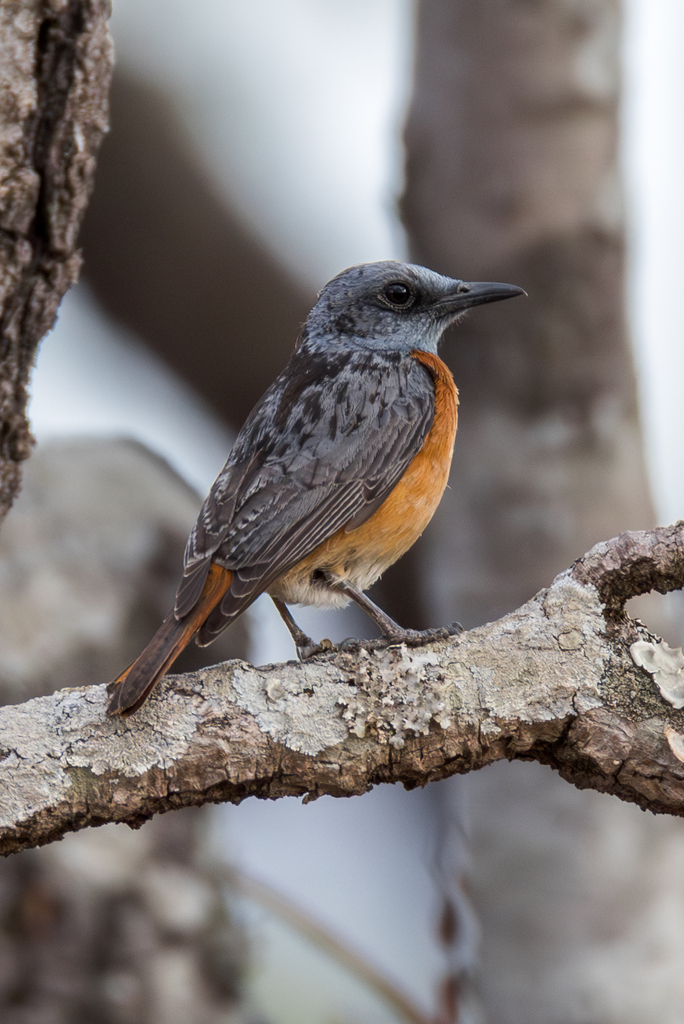 Miombo Rock-Thrush photo