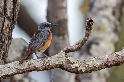 Miombo Rock Thrush (Monticola angolensis), photo 8