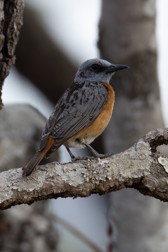 Miombo Rock Thrush (Monticola angolensis), photo 9