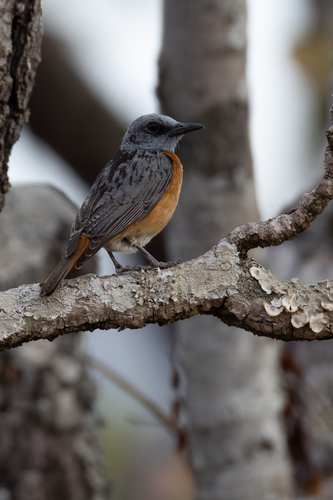 Miombo Rock Thrush (Monticola angolensis), photo 10