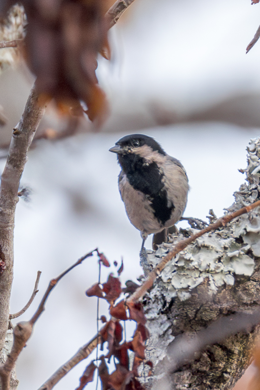 Miombo Tit (Melaniparus griseiventris)