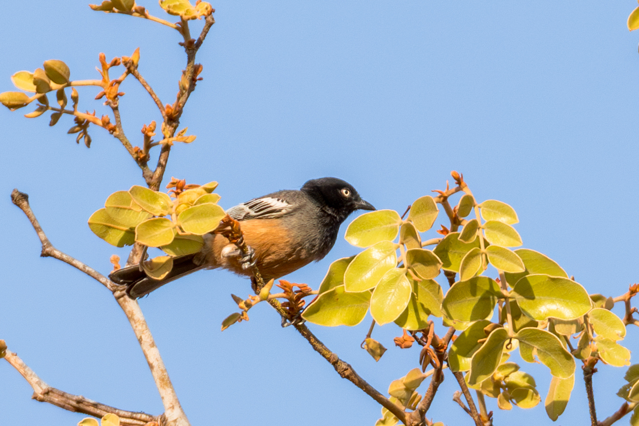 Rufous-bellied Tit (Melaniparus rufiventris)