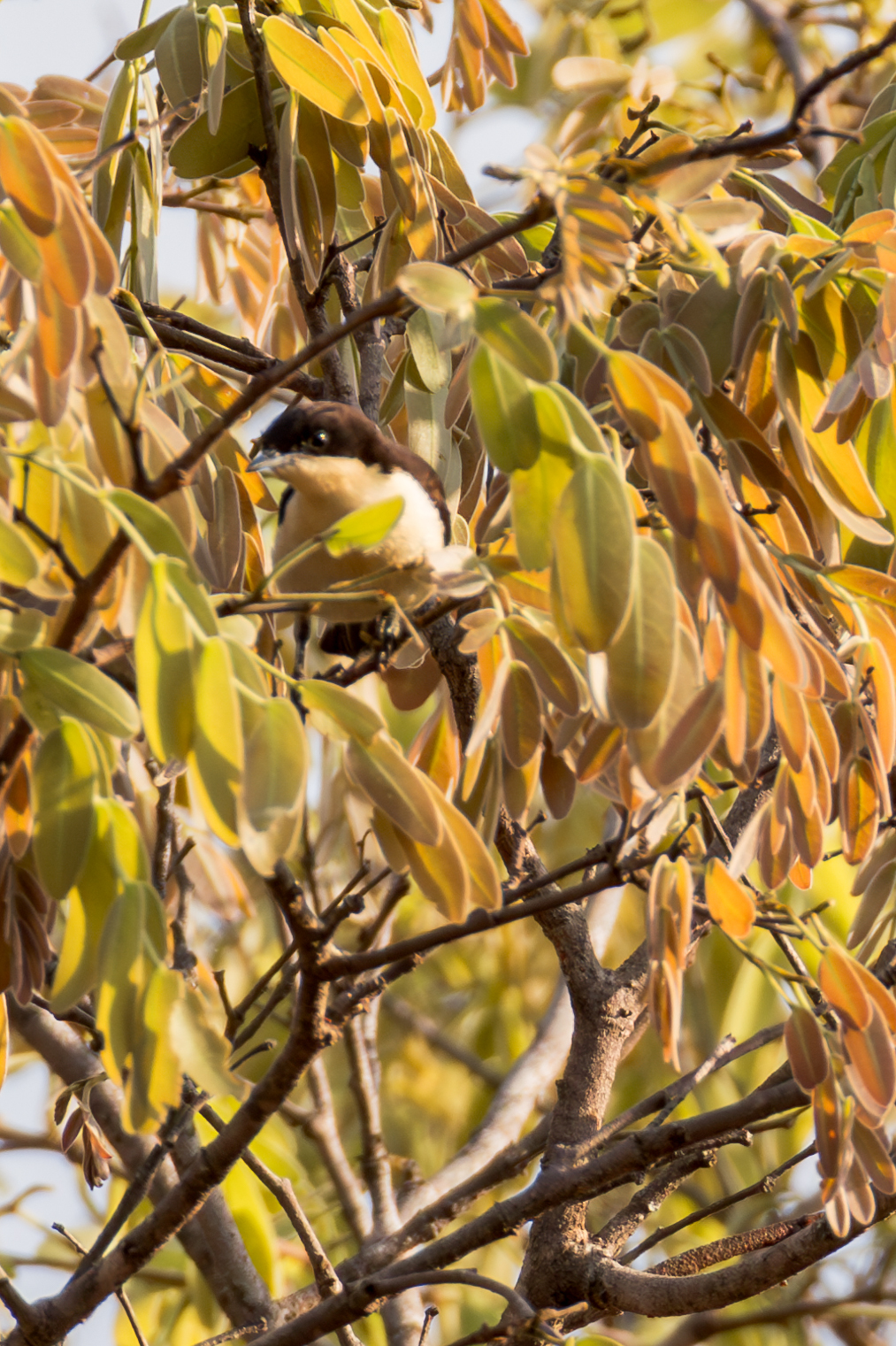 Southern Hyliota (Hyliota australis), photo 9