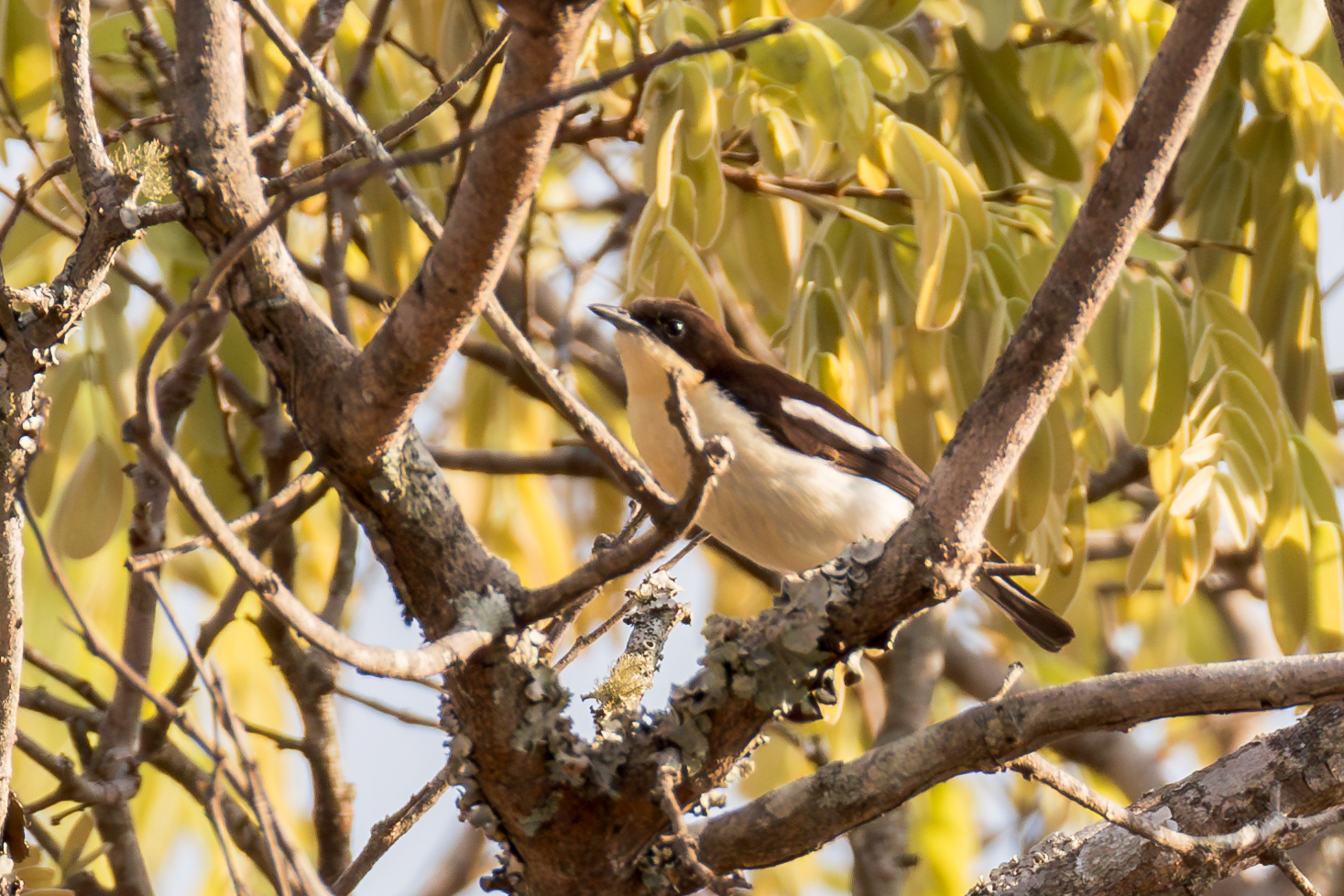 Southern Hyliota (Hyliota australis), photo 8