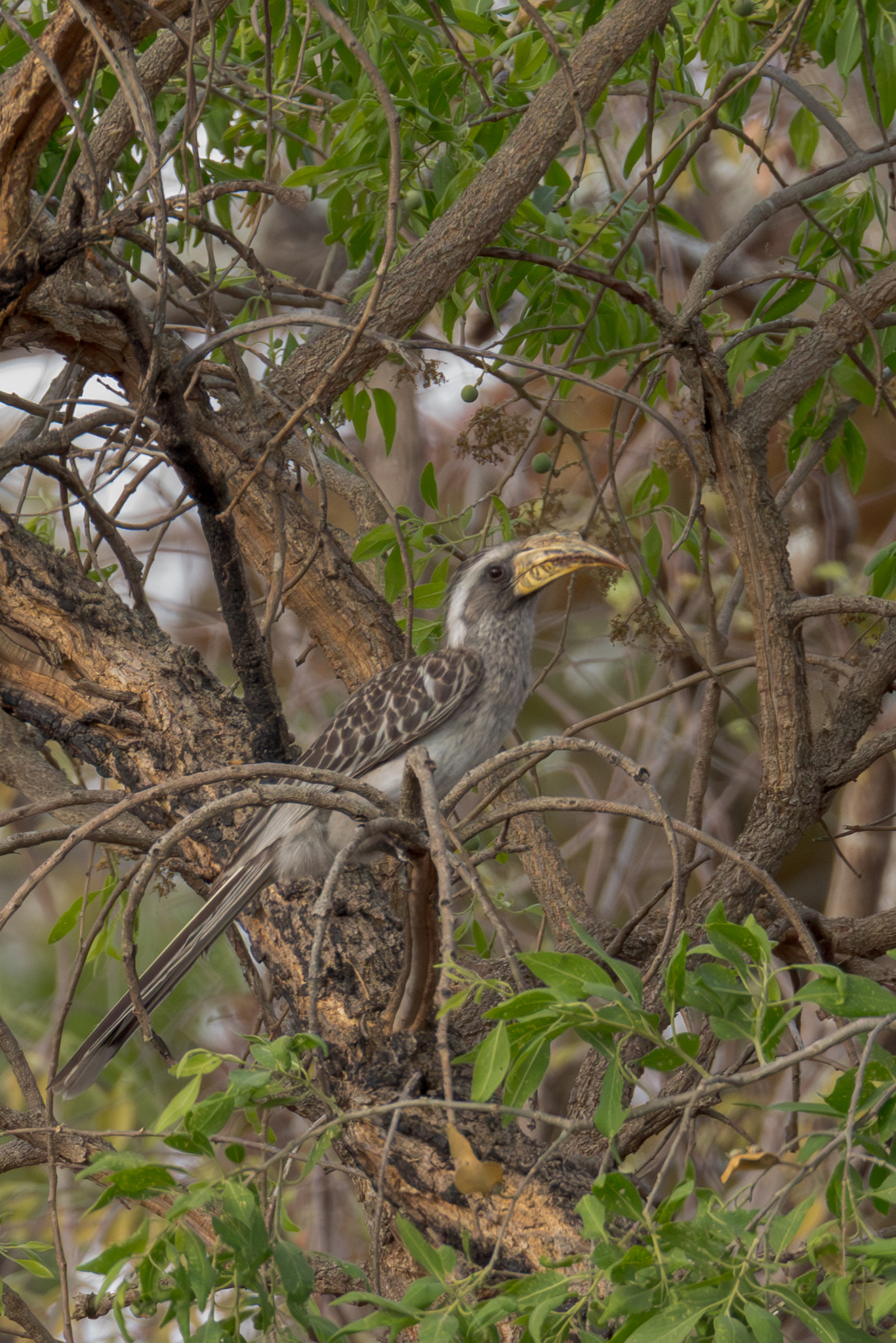 Pale-billed Hornbill (Lophoceros pallidirostris), photo 10
