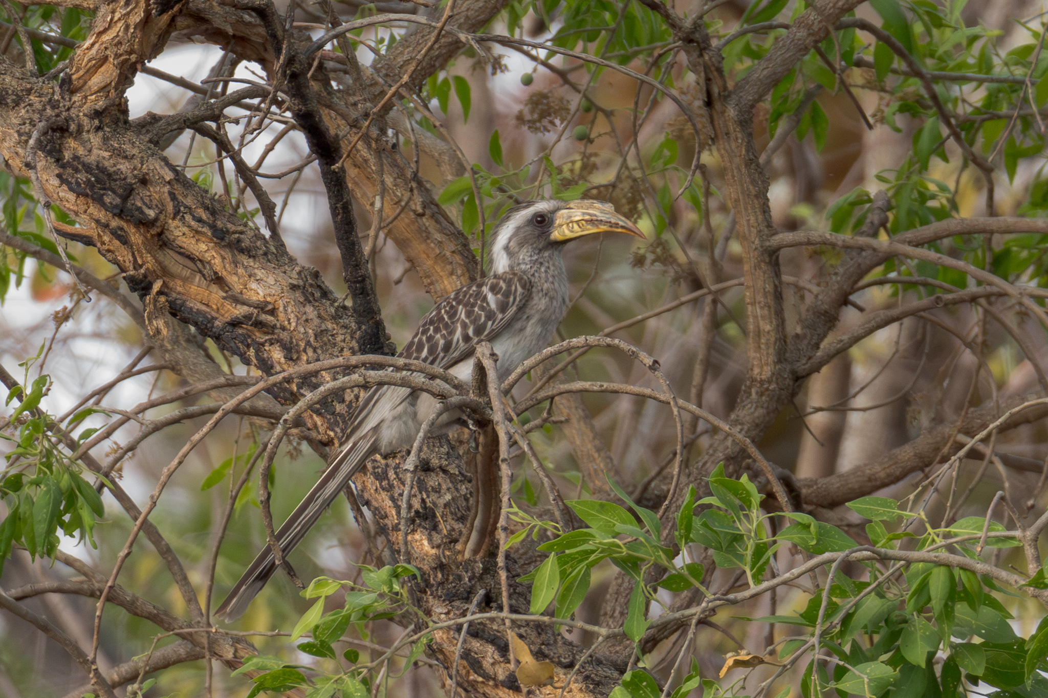 Pale-billed Hornbill (Lophoceros pallidirostris), photo 9