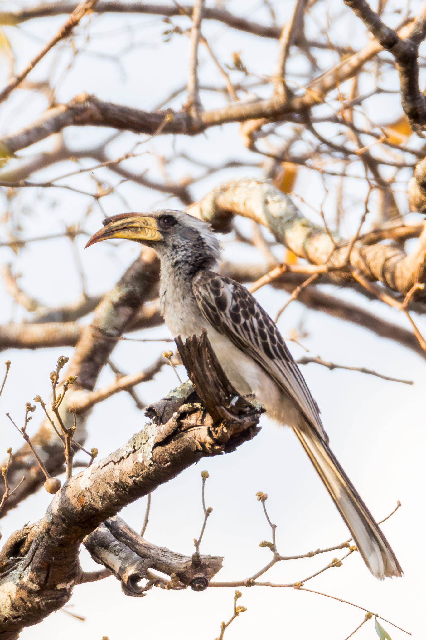 Pale-billed Hornbill (Lophoceros pallidirostris), photo 4