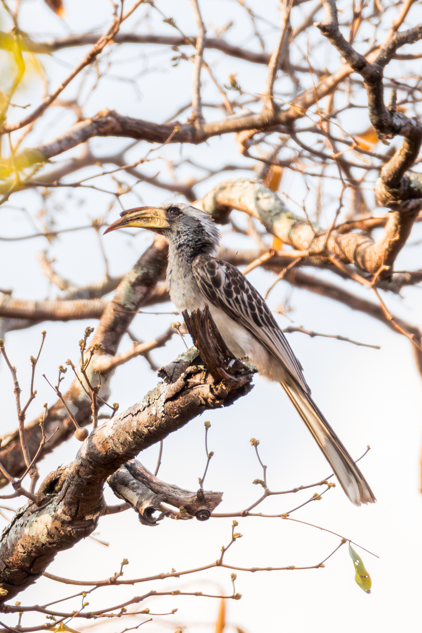 Pale-billed Hornbill (Lophoceros pallidirostris), photo 5