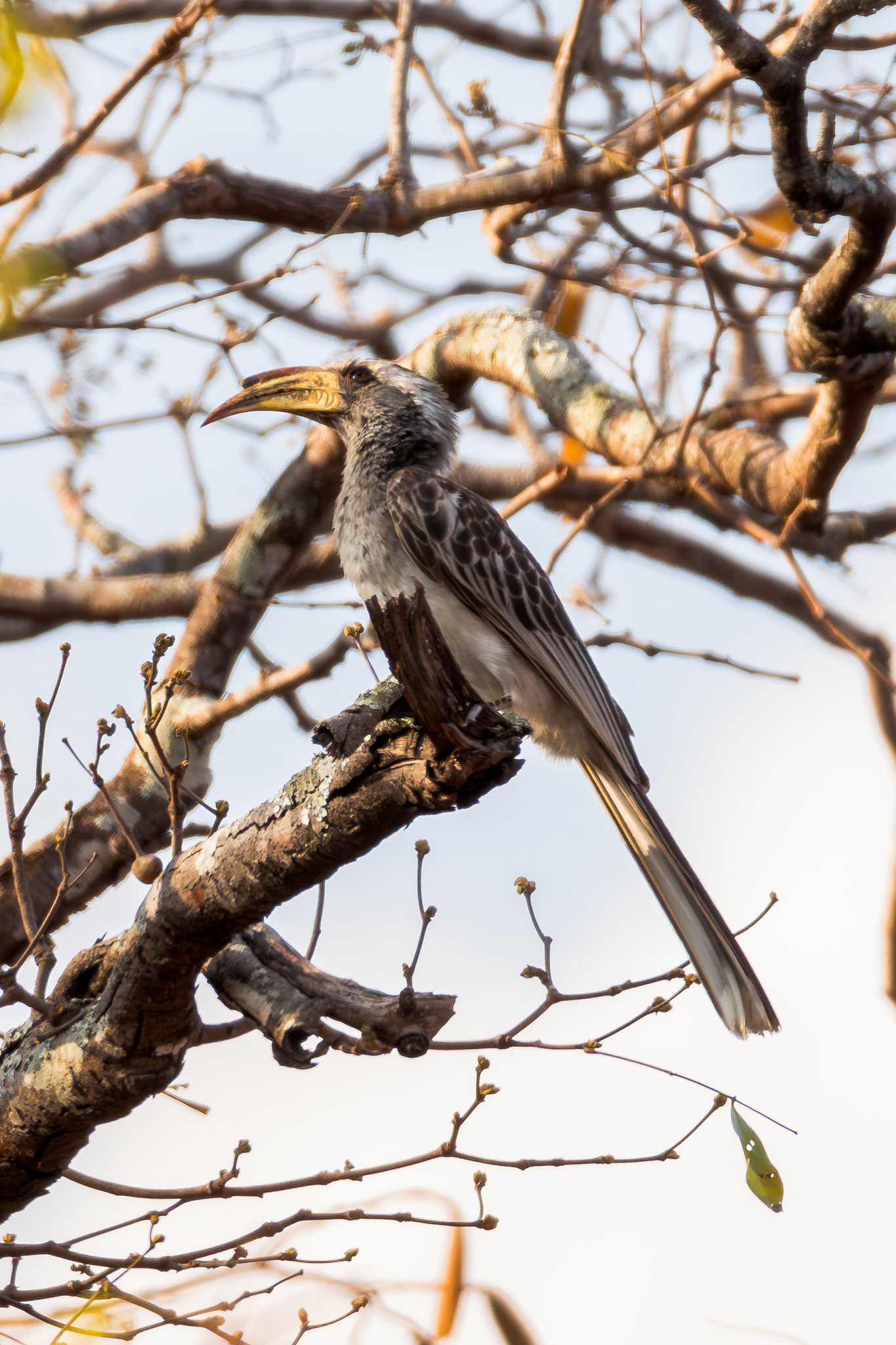 Pale-billed Hornbill (Lophoceros pallidirostris), photo 6