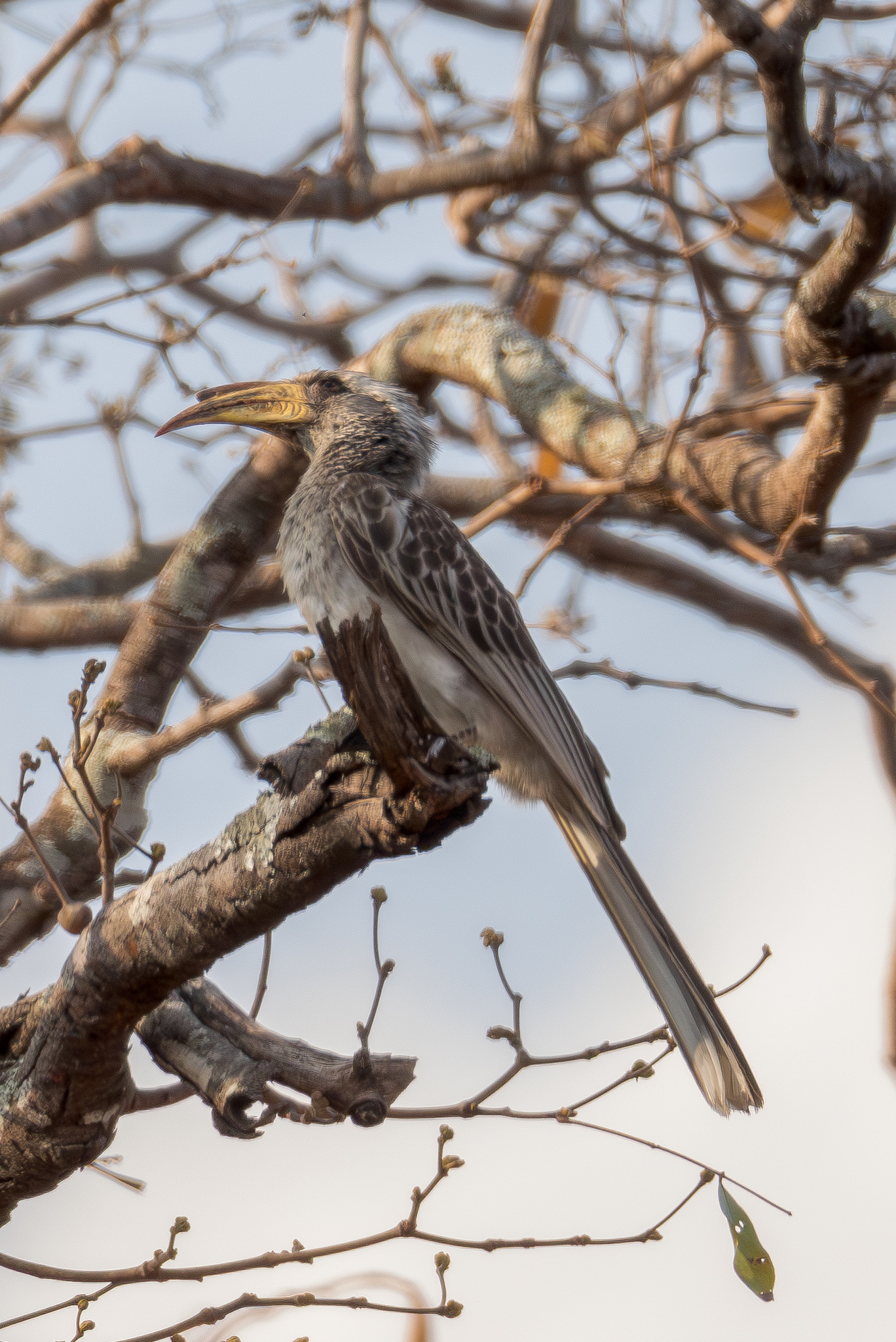Pale-billed Hornbill (Lophoceros pallidirostris), photo 7