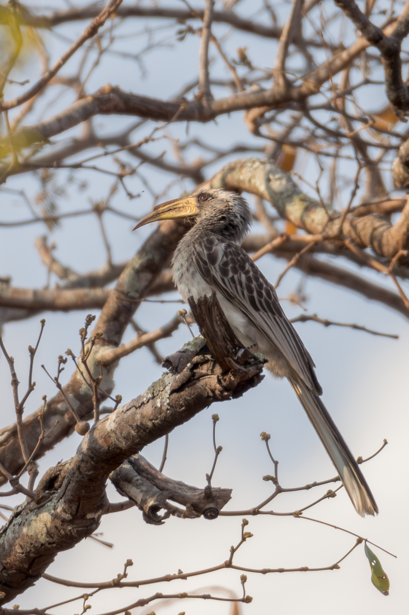 Pale-billed Hornbill (Lophoceros pallidirostris), photo 8