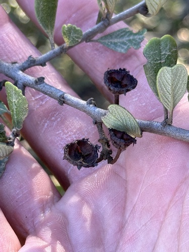 Image of Ceanothus megacarpus by (c) klicklo, some rights reserved (CC BY)