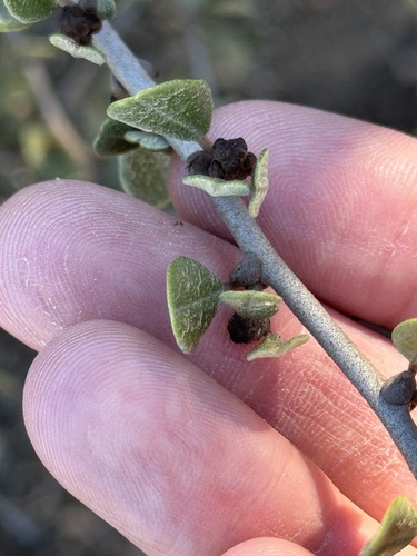 Image of Ceanothus megacarpus by (c) klicklo, some rights reserved (CC BY)