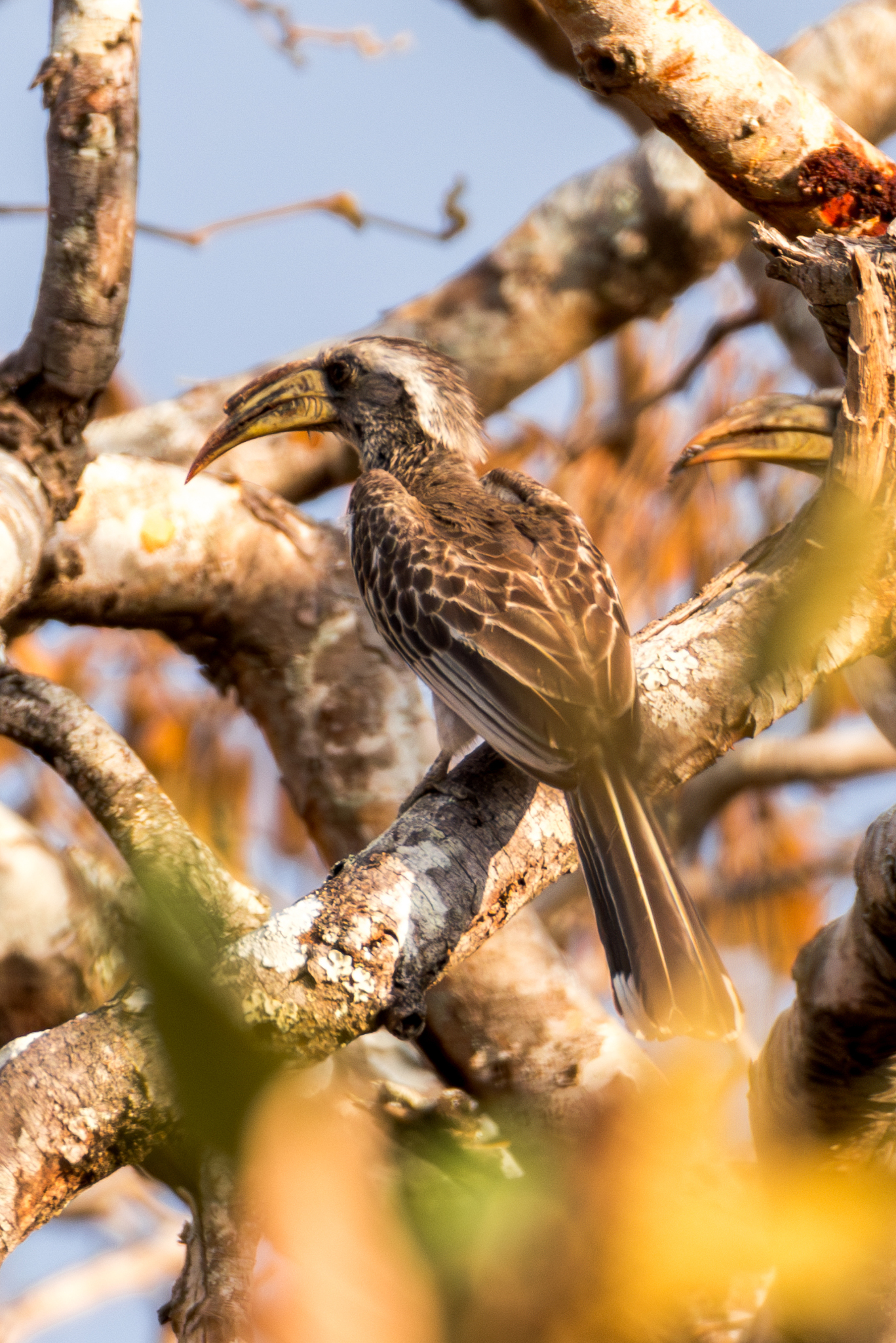 Pale-billed Hornbill (Lophoceros pallidirostris), photo 3