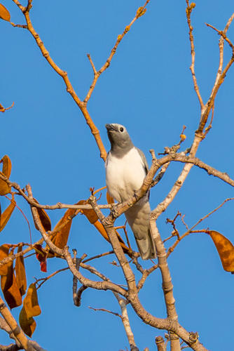 White-breasted Cuckooshrike (Ceblepyris pectoralis), photo 10