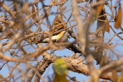 Yellow-bellied Hyliota (Hyliota flavigaster)