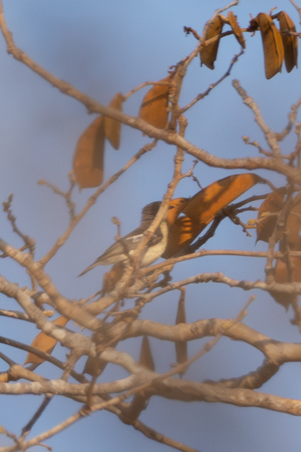 Yellow-bellied Hyliota (Hyliota flavigaster), photo 2