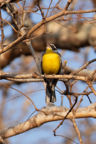 Cabanis's Bunting (Emberiza cabanisi), photo 10