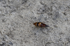 Tachyporus obtusus