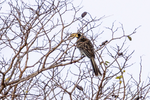 Pale-billed Hornbill (Lophoceros pallidirostris)