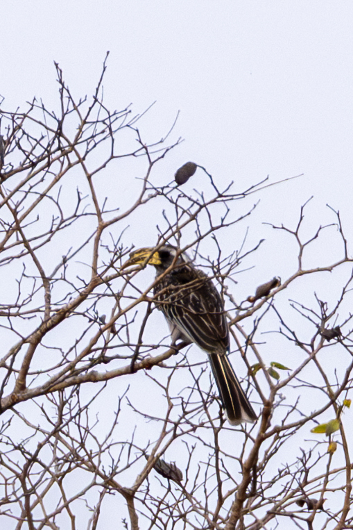 Pale-billed Hornbill (Lophoceros pallidirostris), photo 2