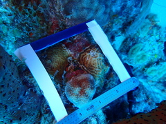 Agaricia humilis