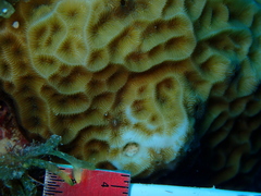 Agaricia humilis