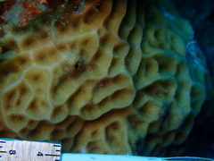 Agaricia humilis