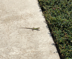 Podarcis siculus siculus