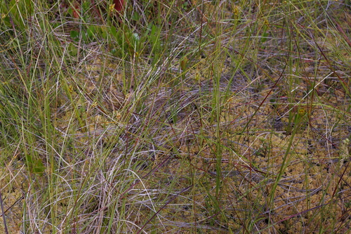 Image of Carex oligosperma by no rights reserved