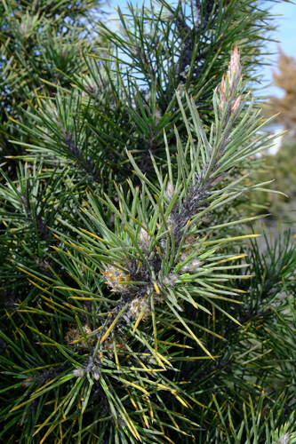 Allocasuarina pinaster (Allocasuarina pinaster)
