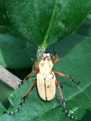 Macrodactylus subspinosus
