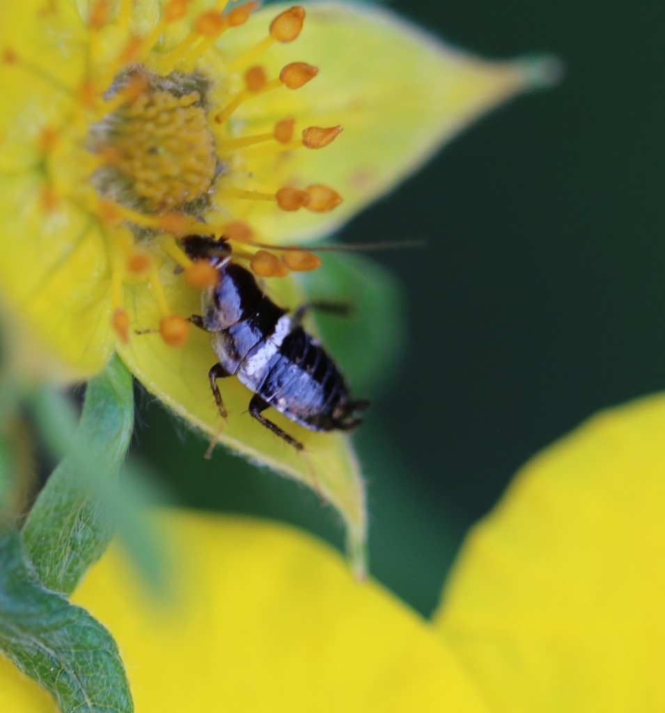 Planuncus