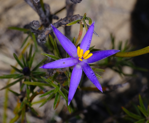 Calectasia valida (Calectasia valida)
