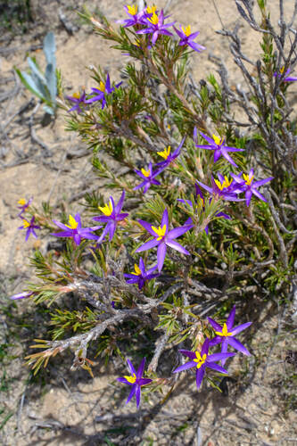 Calectasia valida (Calectasia valida)