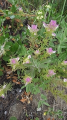 Orthocarpus cuspidatus