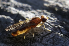 Opomyza germinationis
