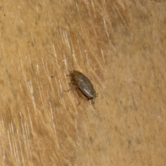 Ectobius pallidus